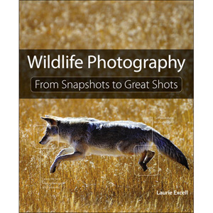 Wildlife Photography: From Snapshots to Great Shots